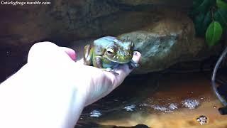 Long Frog sat on the Hand to eat a Treatie for the 1st time ever! And we Almost caught it on video!