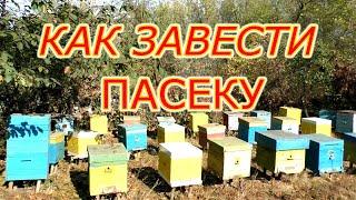 КАК ЗАВЕСТИ ПАСЕКУ? СОВЕТЫ НАЧИНАЮЩЕМУ.