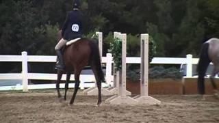 Miss Congeniality - Large Pony Hack