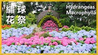 【繡球花系列17】繡球花祭花露花卉----Hydrangea macrophylla 層層堆疊的繡球花，組成垂直粉紅花牆，怎麼能不少女心爆發 。＃愛種花的伊恩＃繡球花＃花露花卉