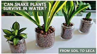 Can Snake Plants Survive in Water? | Step by Step Guide in Converting Plants From Soil to Leca