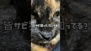 【珍しいねこ】サビ猫。#shorts  #ねこ　#cat  #cute #黒猫　#保護猫#tortoiseshellcat #サビねこ