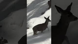 Mule Deer Crossing Deep Snow