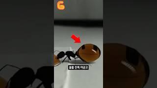 세상에서 제일 불쌍한 짬통개미