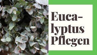 Eukalyptus Pflegen (So geht's richtig)