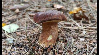 brown mushroom and the rarer brown bedla