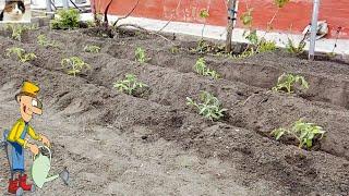 Как правильно сажать помидоры в открытом грунте рассадой лежа в траншею