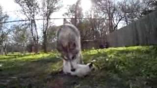 L'istinto materno non fa differenze di razza, un lupa si prende cura di un gattino