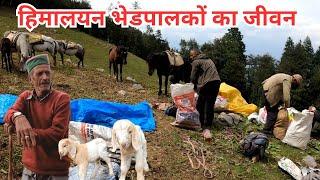 Life of Himalayan shepherds || हिमालयन भेडपालकों की जिंदगी