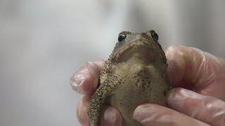 Toads reproducing through IVF?! Inside the incredible science happening at the Fort Worth Zoo