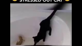 One stressed out cat