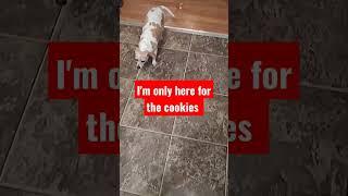 Doggo says I'm only Here for the ... 