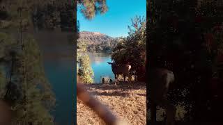 Deer Sighted at Hollywood Lake Reservoir#christmas #navidad #2024 #hollywood #hollywoodsign #deer