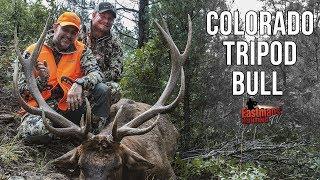 The Tripod Bull - Hunting Colorado Elk