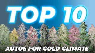 Top 10 Autoflowering Cannabis Strains for Cold Climates  | Fast Buds