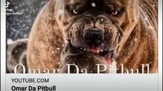 My lifestyle is like dog fights - Omar Da Pitbull