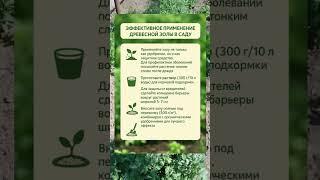 Эффективное применение древесной золы в саду