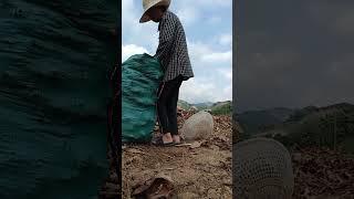 Nay e cùng bố với bà đi đào củ .dong bán nhé.