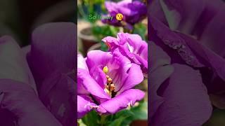 How to Grow and Care for Lisianthus || home gardening | #trendingshorts #flowers #beautifulnature