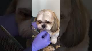 Shitzu Grooming Tips to do Bangs #shorts #doggroomer #shihtzu