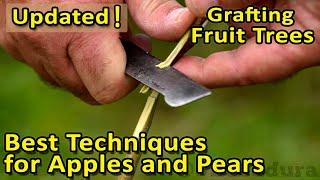 The BEST GRAFTING techniques for APPLES, PEARS and other fruit trees | Update