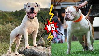 Scott vs Johnson American Bulldog Match-Up: The Fight You Can't Miss!