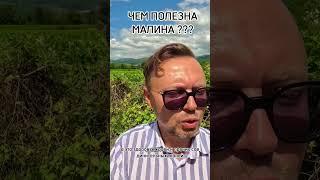 ЧЕМ ПОЛЕЗНА МАЛИНА? Рыбалко Юрий. #shorts #здоровье