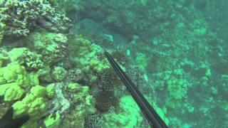 Ulua action
