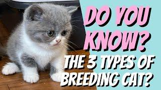 No one talks about the THREE Basic Types of BREEDING CATS