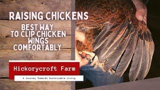 Raising Chickens | Best Way To Clip Chicken Wings Comfortably