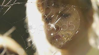 Spider Net. Stock Footage