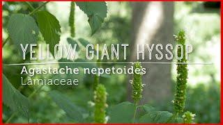 Poison Ivy REMEDY: Meet YELLOW GIANT HYSSOP (Video Lesson)