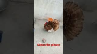 Funny Bird Turkey dancing.#shorts #turkey #tiktokbird