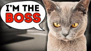 9 Signs Your Cat Thinks They’re the Boss (And What to Do About It)