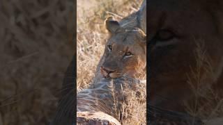 Lioness With a Giraffe  Wincent   3khE3 #wildlife #nature #lioness