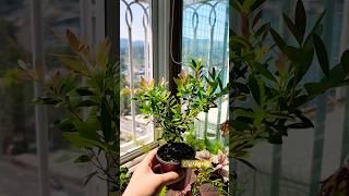 보기만해도 시원한 긴잎자남나무 #shrots #쇼츠 #식물 #plants #힐링