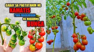 Paano Magtanim ng Kamatis