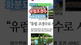 신문에 실렸어요! 유럽조경수#유코트리        010-3337-6533