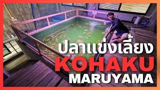 บุกห้องเก็บปลาโคฮากุ ที่ KoiMartFarm | The PETTO