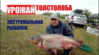 Рыбалка, Какой не Было Никогда  Урожай Толстолобов  / Fishing Video