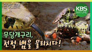 무당개구리, 천적 유혈목이를 물리친 비결은? [환경스페셜-개구리 멸종과 생존에 관한 두가지 보고서 1편 무당개구리 그 생존의 비밀] / KBS 20080702 방송