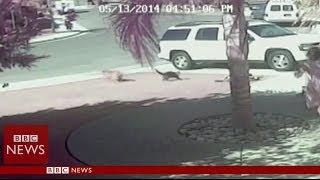 'Super Cat' saves boy from dog attack in California - BBC News