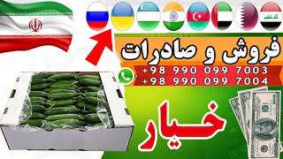 خیار صادراتی: صادرات انواع خیار از ایران به کشور هایی مانند روسیه ،  اوکراین ، آذربایجان و ...