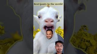 Shakib al hasan goatsgoats_#shorts #goat #viral #goats#shakibalhasan