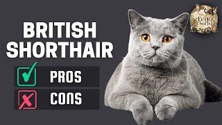 British Shorthair Cat: The Pros & Cons of Owning One