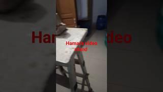 Dada gussa ho gye #shortsvideo #youtubeshorts #explore with ankit 