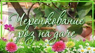  Черенкование роз / Размножение роз черенками, ч.1