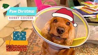 How my fluffy friend pinched Christmas 2024  English Cocker Spaniel Robby