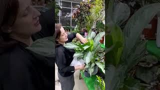 Обзор поставки из Голландии в АгроОПТ Махачкала