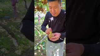 High-quality agricultural products kiwi fruit #Agriculture #Fruit #FruitFarming #FruitHarvest #Farme